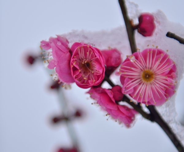 傲雪凌风